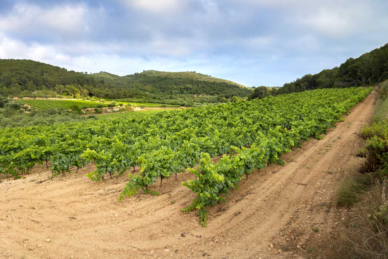 El Valle del Ródano: el viñedo más famoso de Francia