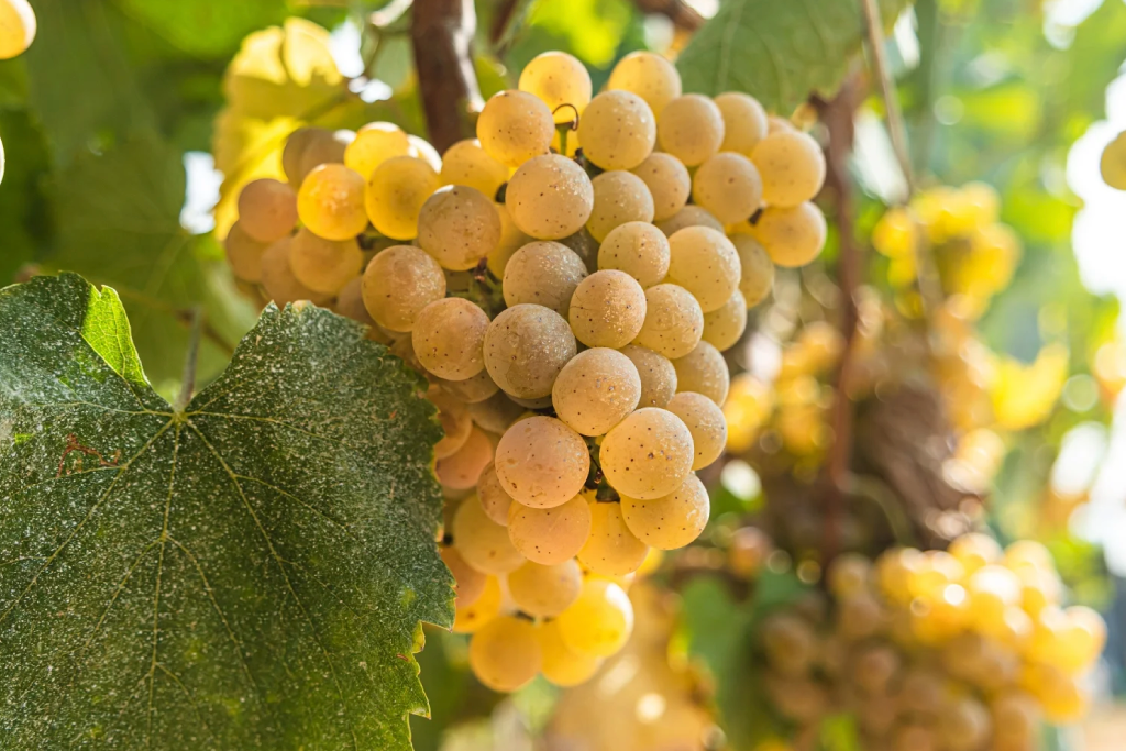Albariño: Una prueba de la perfección de Galicia — Tiempo de Vinos