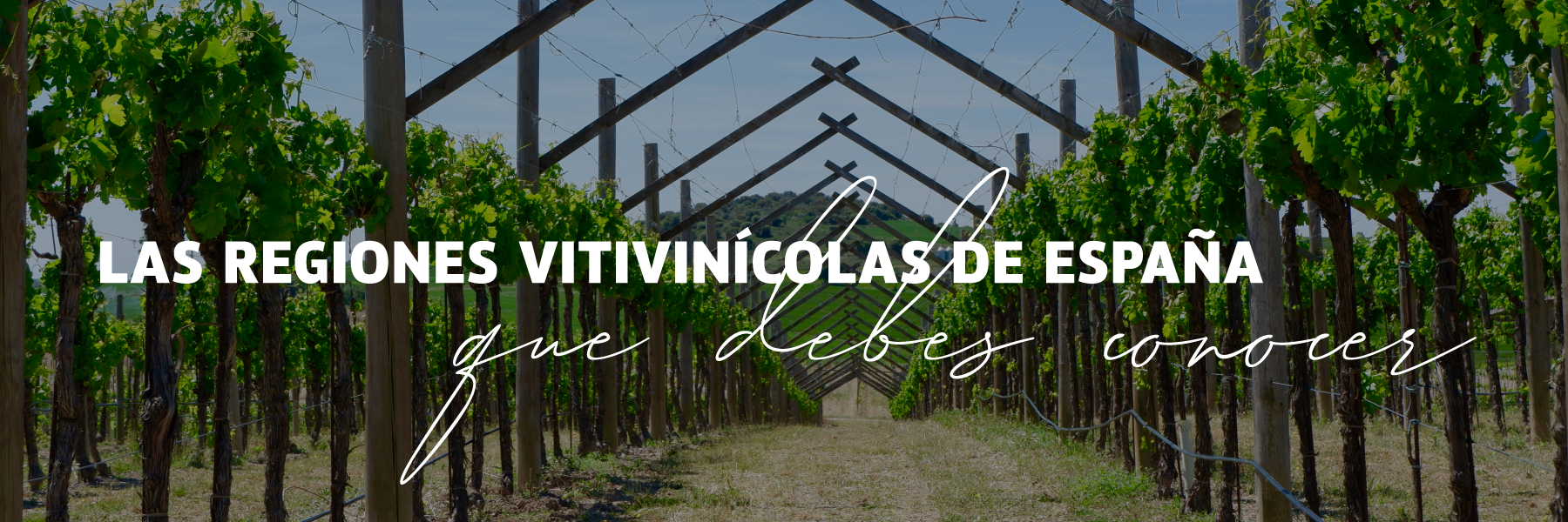 Las regiones vitivinícolas de España que debes conocer 🍇 🇪🇸